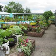 Plants at Inver Garden Centre